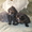 Продам персидских котят #73656