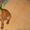 щенок цвергпинчера рыжий доберманчик - Изображение #4, Объявление #324534