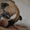 Щенки амеркиканского стаффордшир терьера - Изображение #5, Объявление #597504