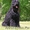 русского черного терьера щенок - Изображение #2, Объявление #827979
