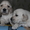 замечательные щенки голден-ретривера - Изображение #1, Объявление #851137