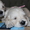 замечательные щенки голден-ретривера - Изображение #2, Объявление #851137