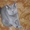 Британский короткошерстный котенок. - Изображение #2, Объявление #1105177