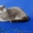 Британский короткошерстный котенок. - Изображение #3, Объявление #1105177