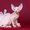 Яркие котята породы канадский сфинкс. - Изображение #3, Объявление #1322572