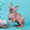 Яркие котята породы канадский сфинкс. - Изображение #2, Объявление #1322572