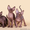 Яркие котята породы канадский сфинкс. - Изображение #4, Объявление #1322572