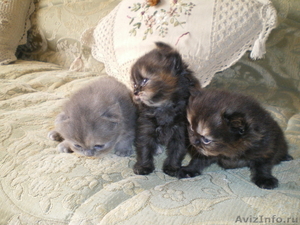 Продам персидских котят - Изображение #1, Объявление #73656