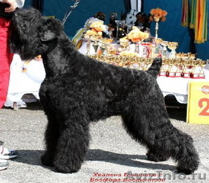 русского черного терьера щенок - Изображение #1, Объявление #827979