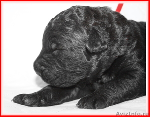 русского черного терьера щенок - Изображение #3, Объявление #827979